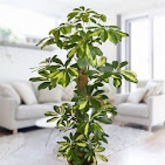 Seller Image
